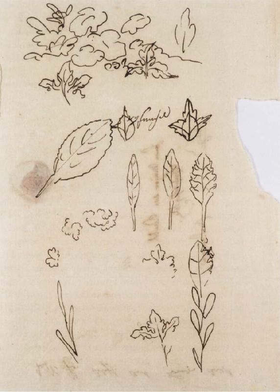 Johann Wolfgang von Goethe Leaf shapes oil painting image